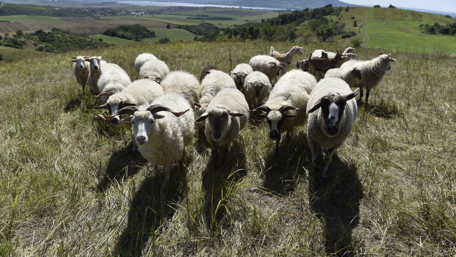 Na jihu Moravy přibylo míst, která spásají ovce