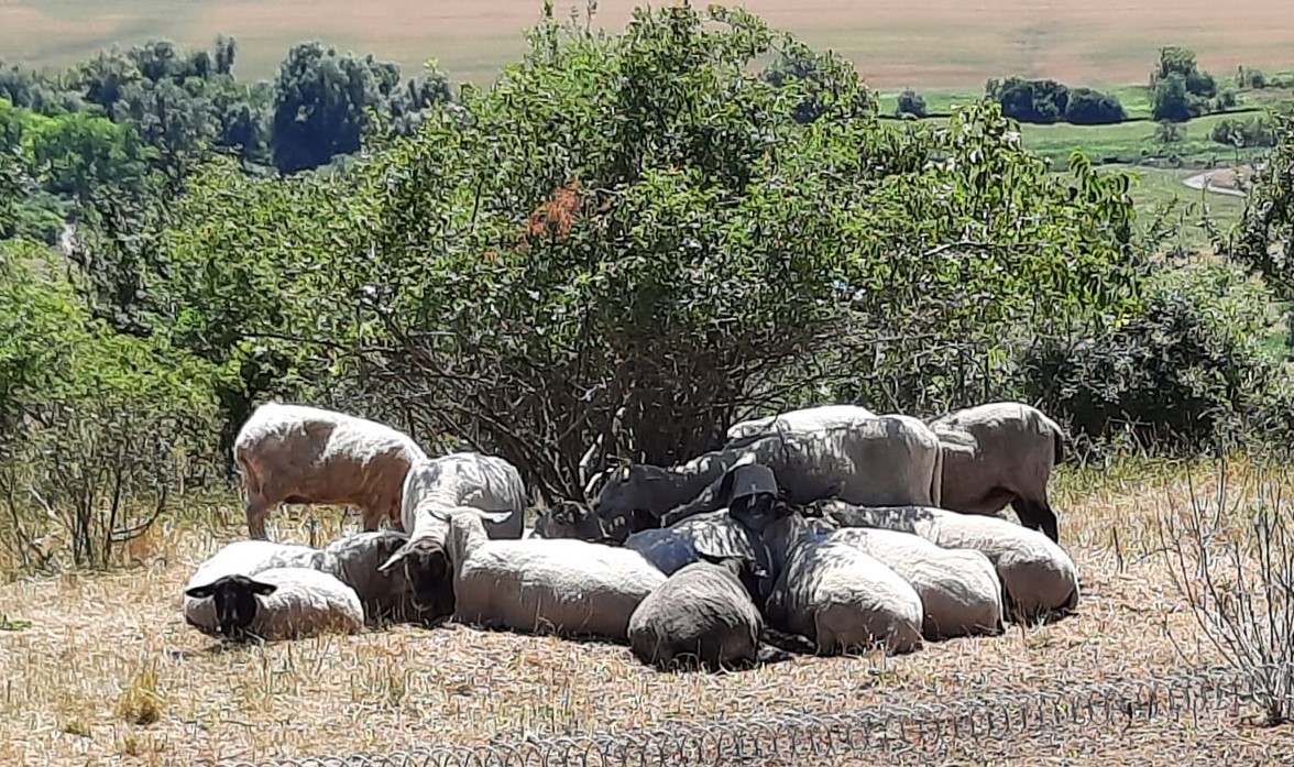 Letní pastva na Ječmeništi